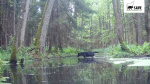 Rare black wolves caught on camera in Polish forest by wildlife researchers  CNN Rare black wolves caught on camera in Polish forest by wildlife researchers  CNN