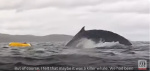 Terrifying video shows kayaker being swallowed spit out by a humpback whale  MLivecom Terrifying video shows kayaker being swallowed spit out by a humpback whale  MLivecom