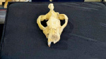 Paleontologists uncover a nearly complete skull of a 30 millionyearold apex carnivore in Egypt  Yahoo Paleontologists uncover a nearly complete skull of a 30 millionyearold apex carnivore in Egypt  Yahoo