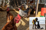 Wyoming woman hospitalized with bird flu after virus kills her chickens  New York Post Wyoming woman hospitalized with bird flu after virus kills her chickens  New York Post