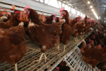 Bird Flu Outbreak Continues to Spread  The Dispatch