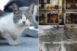 Some of NYCs 500000 stray cats could already be infected with bird flu  and a possible threat to humans activists  AOL
