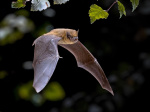What Is HKU5CoV2 Scientists Find Bat Virus Similar To COVID19  Forbes What Is HKU5CoV2 Scientists Find Bat Virus Similar To COVID19  Forbes