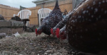 Dare County reports first bird flu case in backyard flock of chickens WRAL News Dare County reports first bird flu case in backyard flock of chickens WRAL News