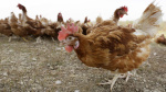 China slaps extra tariffs of up to 15 on imports of major US farm exports including soy and beef The Associated Press China slaps extra tariffs of up to 15 on imports of major US farm exports including soy and beef The Associated Press