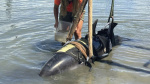 One moment calm waters The next a 900pound dolphin landed on their boat  CNN