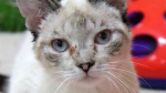 Two domestic cats infected with H5N1 virus in Michigan  Detroit News Two domestic cats infected with H5N1 virus in Michigan  Detroit News