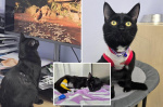 Brooklyn kitten IDd as second NYC avian flu victim after contracting virus from another cat  New York Post Brooklyn kitten IDd as second NYC avian flu victim after contracting virus from another cat  New York Post