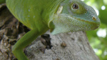 Iguanas likely crossed the Pacific millions of years ago on a recordsetting rafting trip The Associated Press Iguanas likely crossed the Pacific millions of years ago on a recordsetting rafting trip The Associated Press