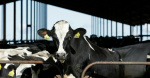 Bird flu found in Minnesota dairy herd for first time since last summer Star Tribune Bird flu found in Minnesota dairy herd for first time since last summer Star Tribune