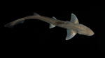 They are known as silent killers Now unprecedented recordings reveal first known shark sounds  CNN