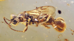 A Venus flytrap wasp Scientists uncover an ancient insect preserved in amber that snatched its prey The Associated Press A Venus flytrap wasp Scientists uncover an ancient insect preserved in amber that snatched its prey The Associated Press