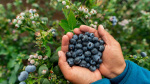 I Ate Blueberries Every Day for 2 Weeks and Heres What Happened AOLcom I Ate Blueberries Every Day for 2 Weeks and Heres What Happened AOLcom