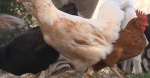 CDC links Salmonella outbreak to backyard poultry 1 person sickened in Wisconsin  Channel 3000 CDC links Salmonella outbreak to backyard poultry 1 person sickened in Wisconsin  Channel 3000