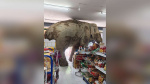 Have You Seen This Hungry wild elephant raids grocery store for snacks  KSL News