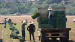 Trump curbs immigration enforcement at farms meatpacking plants hotels and restaurants AP News Trump curbs immigration enforcement at farms meatpacking plants hotels and restaurants AP News