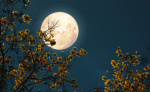 Thunder moon will appear in the night sky this week ALcom Thunder moon will appear in the night sky this week ALcom