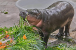 Thousands celebrate baby hippo Moo Dengs first birthday at a Thailand zoo  Yahoo