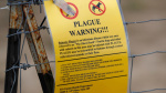 Northern Arizona resident dies from plague  ABC News  Breaking News Latest News and Videos