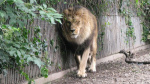 Denmark zoo asks people to donate unwanted pets to feed predators and imitate natural food chain CNN Denmark zoo asks people to donate unwanted pets to feed predators and imitate natural food chain CNN