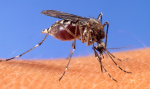 NJ resident infected by malaria could be first homegrown case in decades state says  NJcom