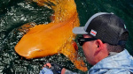 Watch firstever orange shark be caught by fisherman in Costa Rica  USA Today Watch firstever orange shark be caught by fisherman in Costa Rica  USA Today