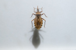Kissing bug disease spreading across US CDC warns What we know  ALcom Kissing bug disease spreading across US CDC warns What we know  ALcom