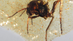 Discovery of insects trapped in amber sheds light on ancient Amazon rainforest  AP News Discovery of insects trapped in amber sheds light on ancient Amazon rainforest  AP News