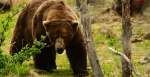 All hail the new Fat Bear Champion  The Verge All hail the new Fat Bear Champion  The Verge