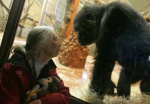 Conservationist Jane Goodall Dead at 91 While on US Speaking Tour Latest Updates  Newsweek