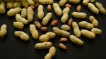 Advice to feed babies peanuts early and often helped thousands of kids avoid allergies  AP News Advice to feed babies peanuts early and often helped thousands of kids avoid allergies  AP News
