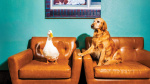 Out to Pasture Why Hollywoods Animal Actors Cant Find Work  The Hollywood Reporter Out to Pasture Why Hollywoods Animal Actors Cant Find Work  The Hollywood Reporter