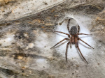 Worlds largest spider web with 110000 arachnids discovered in cave  OregonLivecom