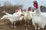 US turkey flock shrinks to a 40year low as Thanksgiving costs soar  Daily Kos