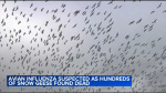 Avian flu suspected in deaths of hundreds of snow geese at Northampton County Pa quarry  6abc Philadelphia