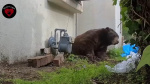 Bear removed after living underneath Altadena home for months  ABC7 Los Angeles