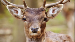 LDWF declares emergency after chronic wasting disease detected in Concordia Parish deer  WBRZ