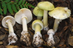 4 people have died from eating death cap mushrooms as they spread in California after rains  AP News
