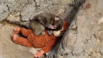 Give Punch a break Zoo responds to heartbreaking video of baby monkey  USA Today