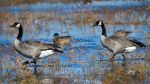 Why so many dead geese in New Jersey Over 4000 lifeless birds found in a month  The US Sun