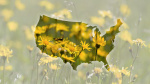 Having seasonal allergies Heres where pollen counts are on the rise  USA Today