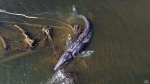Gray whale that swam 20 miles up Willapa River shocking residents has died  OregonLivecom