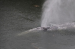 A gray whale that swam 20 miles up a Washington state river is found dead  AP News