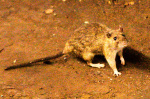 What to know about hantavirus the illness suspected in a cruise ship outbreak  AP News
