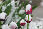 These cities waited for snow all winter Now several inches will fall in May  The Washington Post