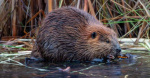 Beaver that bit several people in New Jersey tests positive for rabies  Global News