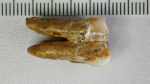 Ancient teeth hint at canoodling between early human relatives  ABC News  Breaking News Latest News and Videos