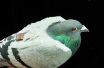Pigeons may be navigating with their liver study suggests  AP News