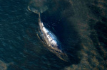 Dead humpback whale brought to shore in Denmark with autopsy set next week  AP News