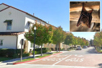 Rabid bat found in residential area triggers warning from police  Yahoo
